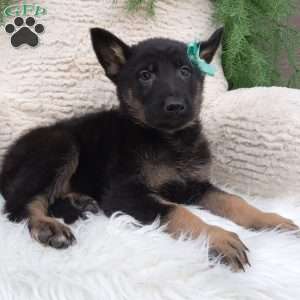 Bandit, German Shepherd Puppy