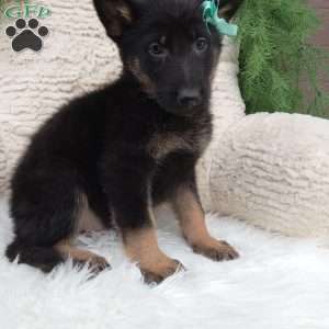 Bandit, German Shepherd Puppy