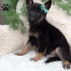 Bandit, German Shepherd Puppy
