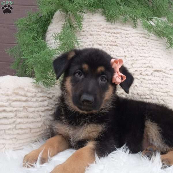 Zoey, German Shepherd Puppy