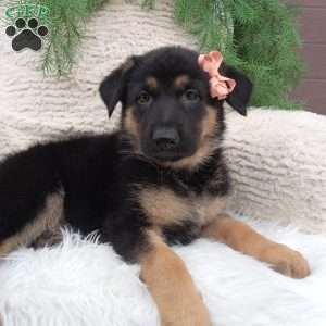 Zoey, German Shepherd Puppy