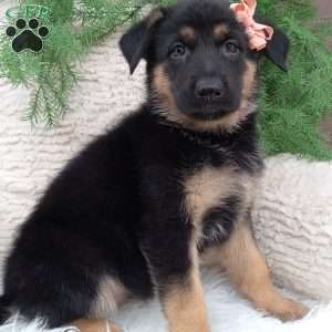 Zoey, German Shepherd Puppy