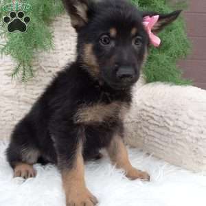 Bella, German Shepherd Puppy