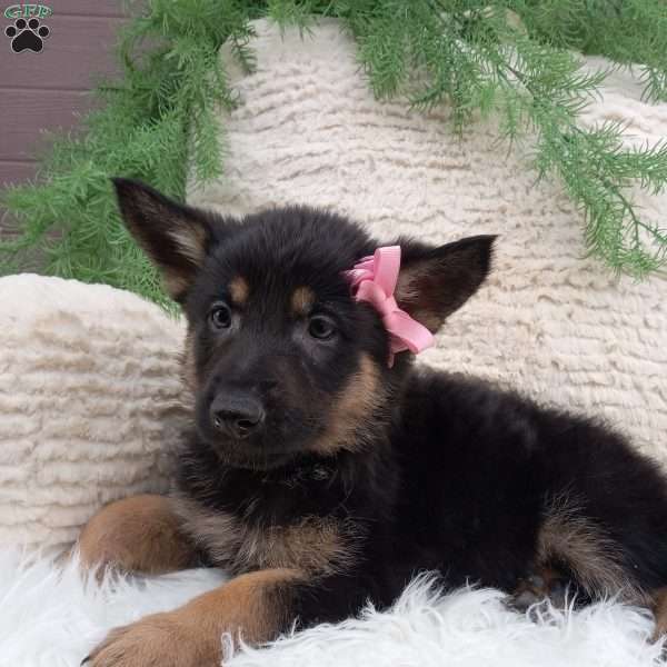 Bella, German Shepherd Puppy