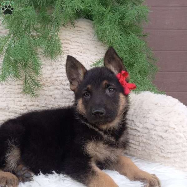 Max, German Shepherd Puppy