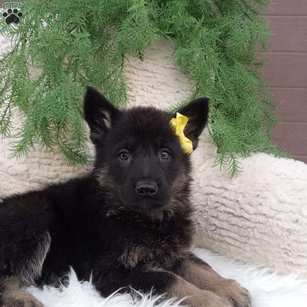 Roscoe, German Shepherd Puppy