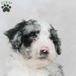 Rocky F1B, Mini Bernedoodle Puppy