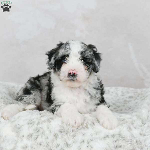Rocky F1B, Mini Bernedoodle Puppy