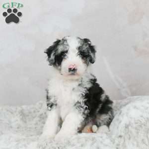 Rocky F1B, Mini Bernedoodle Puppy