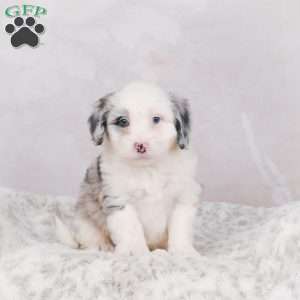 Jasper F1B, Mini Bernedoodle Puppy