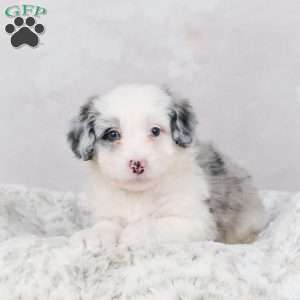 Jasper F1B, Mini Bernedoodle Puppy