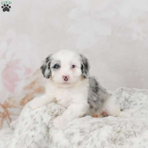 Jasper F1B, Mini Bernedoodle Puppy