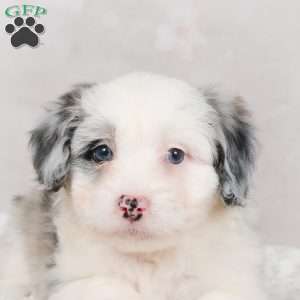 Jasper F1B, Mini Bernedoodle Puppy