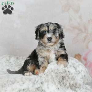 Chase F1B, Mini Bernedoodle Puppy