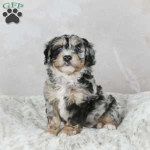 Chase F1B, Mini Bernedoodle Puppy