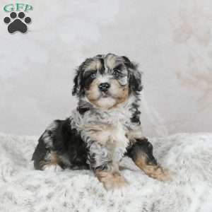Chase F1B, Mini Bernedoodle Puppy