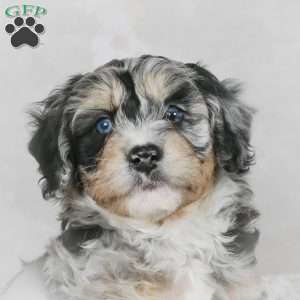 Chase F1B, Mini Bernedoodle Puppy