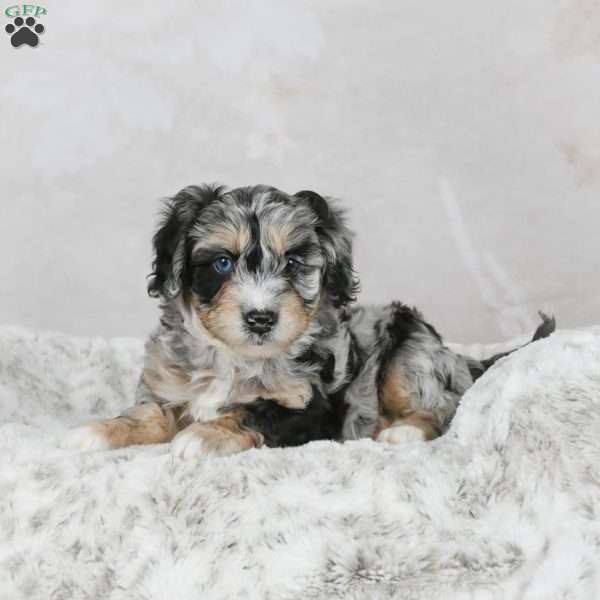 Chase F1B, Mini Bernedoodle Puppy