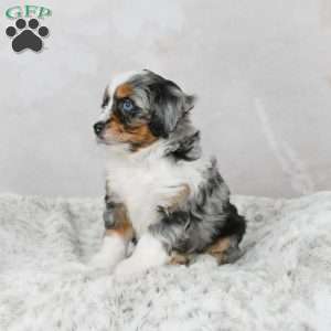 Marco F1B, Mini Bernedoodle Puppy