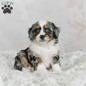 Marco F1B, Mini Bernedoodle Puppy