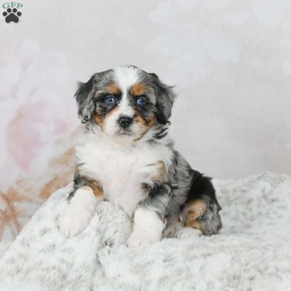 Marco F1B, Mini Bernedoodle Puppy