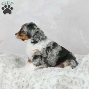 Marco F1B, Mini Bernedoodle Puppy