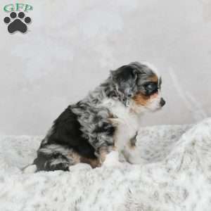 Marco F1B, Mini Bernedoodle Puppy