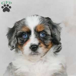 Marco F1B, Mini Bernedoodle Puppy