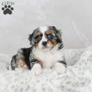 Marco F1B, Mini Bernedoodle Puppy