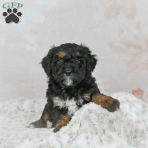 Diesel F1B, Mini Bernedoodle Puppy