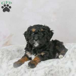Diesel F1B, Mini Bernedoodle Puppy