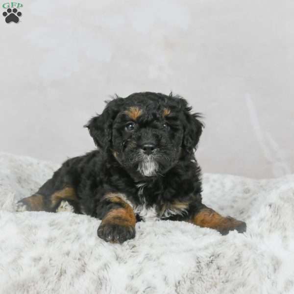 Diesel F1B, Mini Bernedoodle Puppy