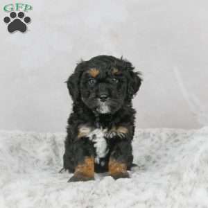 Diesel F1B, Mini Bernedoodle Puppy