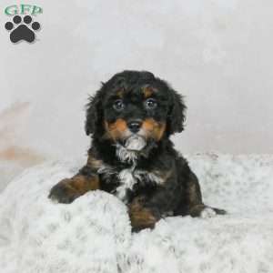 Mario F1B, Mini Bernedoodle Puppy