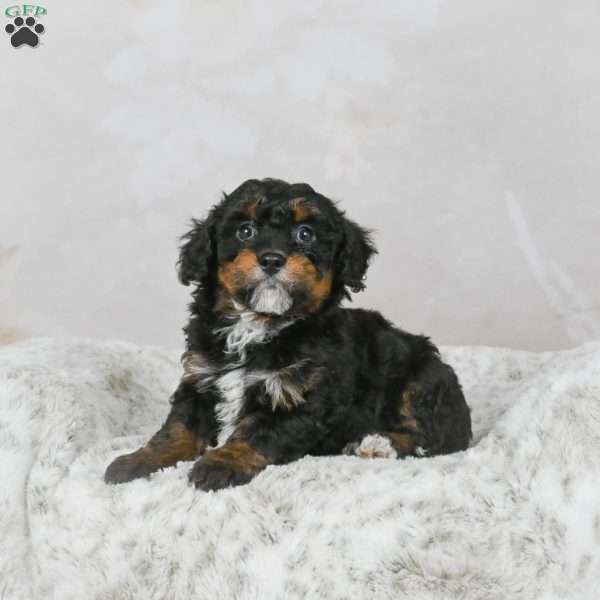 Mario F1B, Mini Bernedoodle Puppy