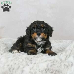 Mario F1B, Mini Bernedoodle Puppy