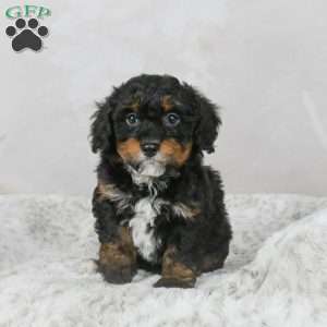 Mario F1B, Mini Bernedoodle Puppy