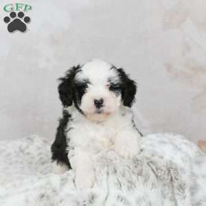 Marshall F1B, Mini Bernedoodle Puppy