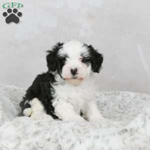 Marshall F1B, Mini Bernedoodle Puppy