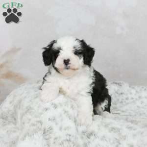 Marshall F1B, Mini Bernedoodle Puppy
