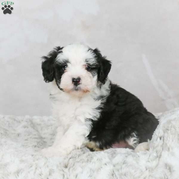 Marshall F1B, Mini Bernedoodle Puppy