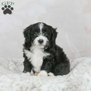 Leo F1B, Mini Bernedoodle Puppy