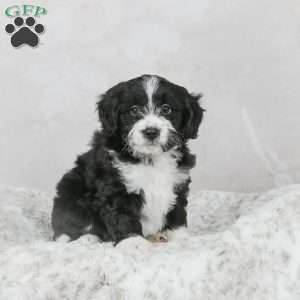 Leo F1B, Mini Bernedoodle Puppy
