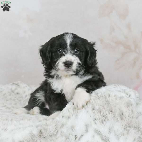 Leo F1B, Mini Bernedoodle Puppy