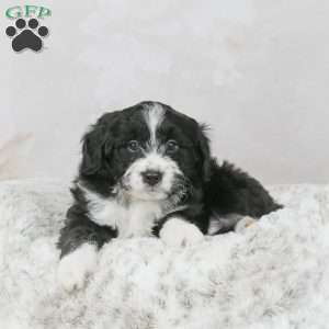 Leo F1B, Mini Bernedoodle Puppy