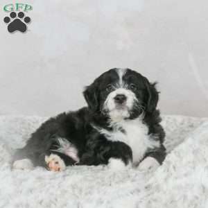 Leo F1B, Mini Bernedoodle Puppy