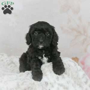 Mack F1B, Mini Bernedoodle Puppy