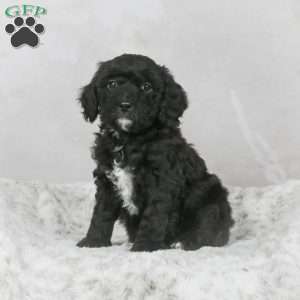 Mack F1B, Mini Bernedoodle Puppy