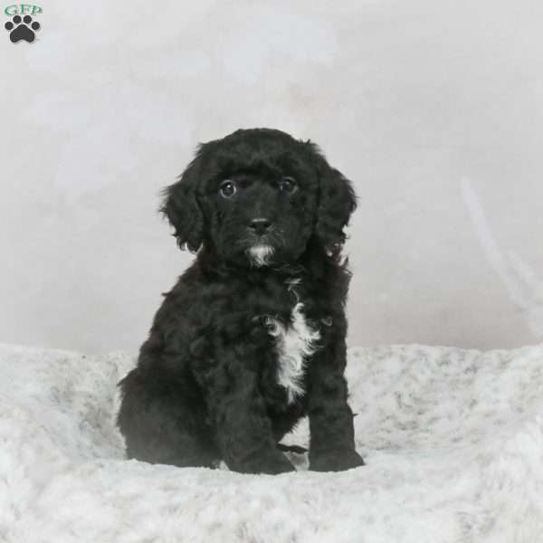 Mack F1B, Mini Bernedoodle Puppy