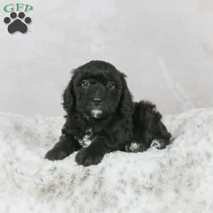 Mack F1B, Mini Bernedoodle Puppy